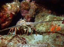 Caribbean Spiny Lobster,Humacao, Puerto Rico. camera Dc200 by Pedro Hernandez 
